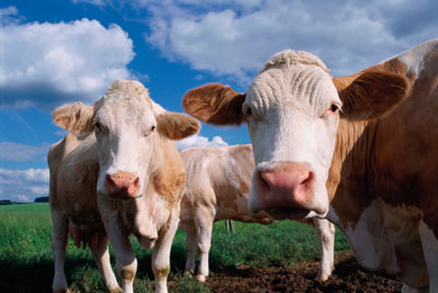 New Organic Standards for Dairy Cows Image